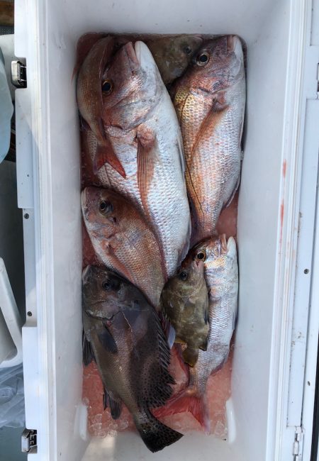 フィッシング　キッタカ 釣果