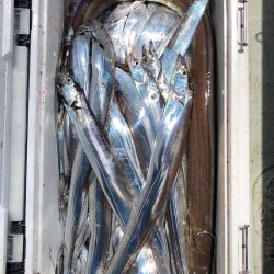 フィッシング キッタカ 釣果