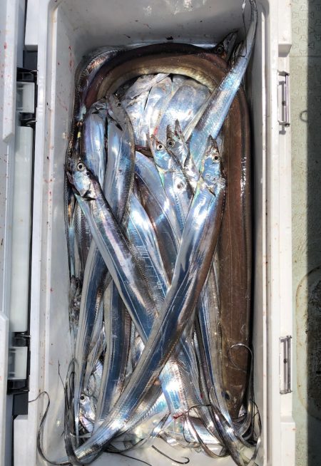 フィッシング キッタカ 釣果