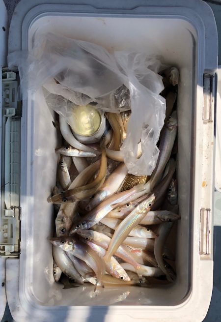 フィッシング　キッタカ 釣果