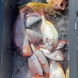 あみや渡船 JIGBOY 釣果