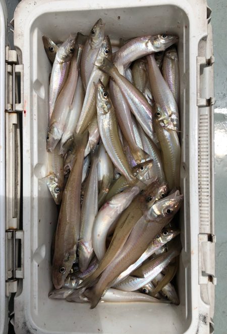 フィッシング　キッタカ 釣果