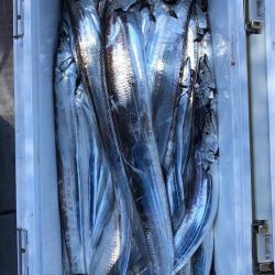 フィッシング キッタカ 釣果