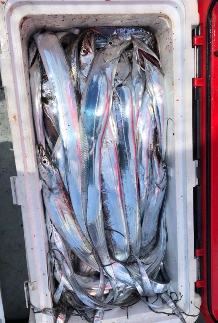 フィッシング キッタカ 釣果