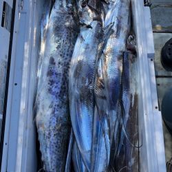 フィッシング キッタカ 釣果