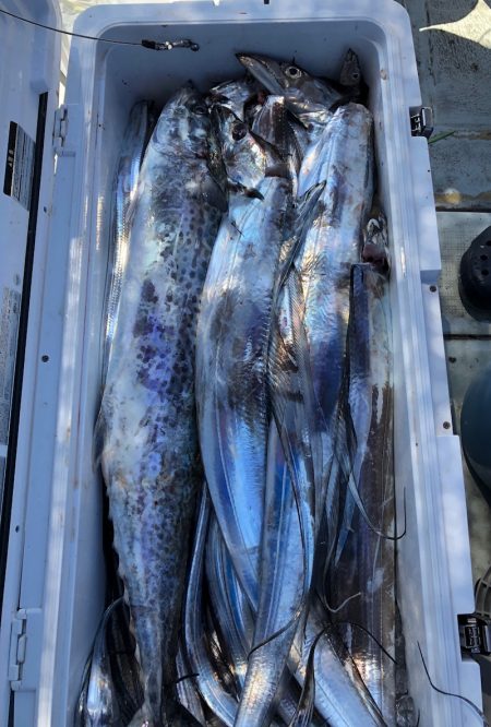 フィッシング キッタカ 釣果