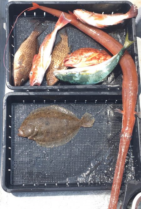 渡船屋たにぐち 釣果