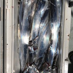 フィッシング キッタカ 釣果