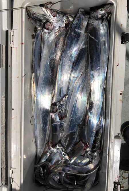 フィッシング キッタカ 釣果