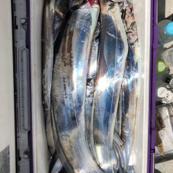 フィッシング　キッタカ 釣果