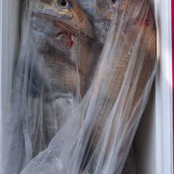 フィッシング キッタカ 釣果