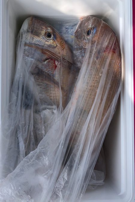 フィッシング キッタカ 釣果