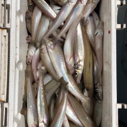 フィッシング　キッタカ 釣果