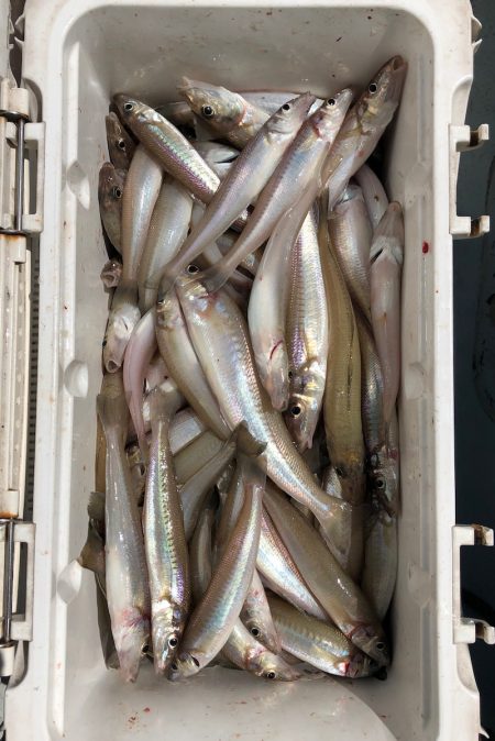 フィッシング　キッタカ 釣果