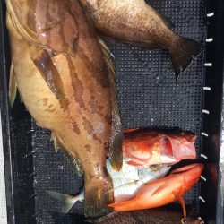 渡船屋たにぐち 釣果