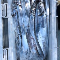 フィッシング　キッタカ 釣果