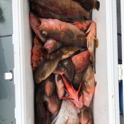 フィッシング　キッタカ 釣果