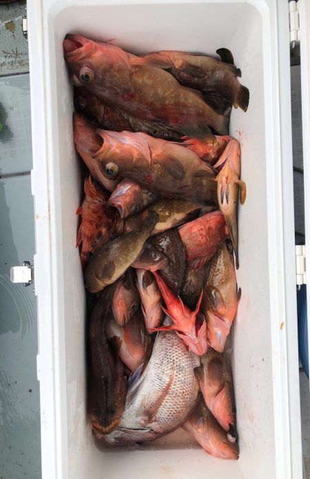 フィッシング　キッタカ 釣果