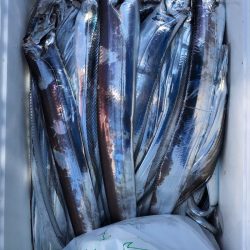 フィッシング キッタカ 釣果