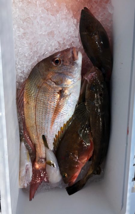 フィッシング　キッタカ 釣果