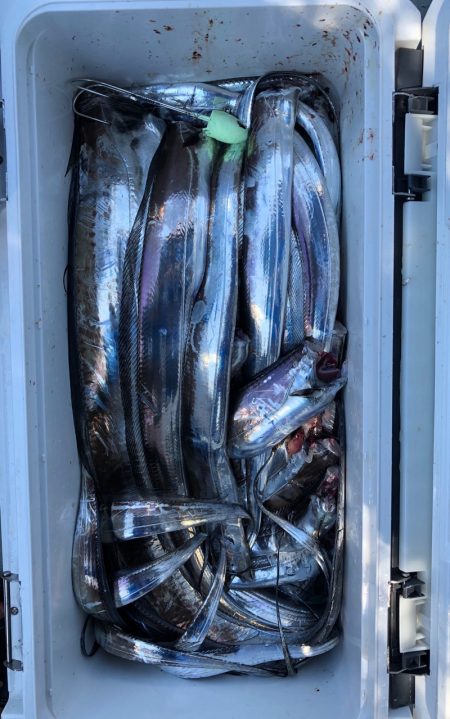 フィッシング キッタカ 釣果