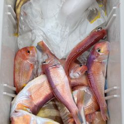 あみや渡船 JIGBOY 釣果