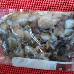 フィッシングガイド りょう 釣果