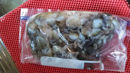 フィッシングガイド りょう 釣果