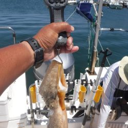 JDI Racing シールズマリンレジャー 釣果