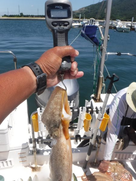 JDI Racing シールズマリンレジャー 釣果