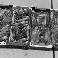 South Current 釣果