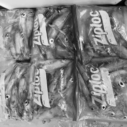 South Current 釣果