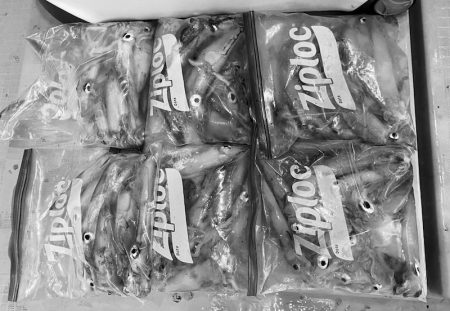 South Current 釣果