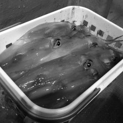 South Current 釣果