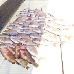 マリンガイド福丸 釣果