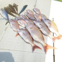 マリンガイド福丸 釣果