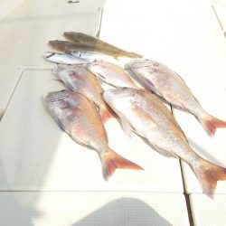 マリンガイド福丸 釣果