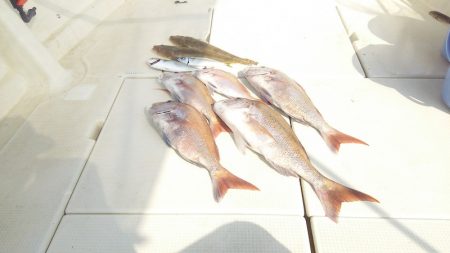 マリンガイド福丸 釣果