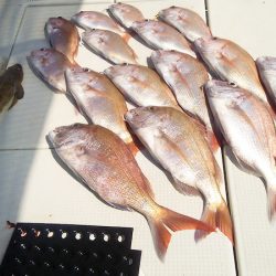 マリンガイド福丸 釣果