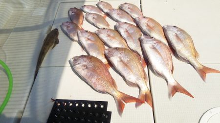 マリンガイド福丸 釣果