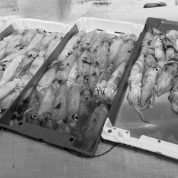 South Current 釣果