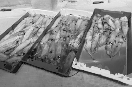 South Current 釣果