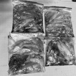 South Current 釣果