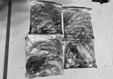 South Current 釣果