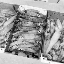 South Current 釣果