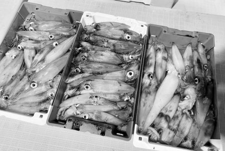 South Current 釣果