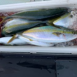 オーシャンスター(Ocean Star) 釣果