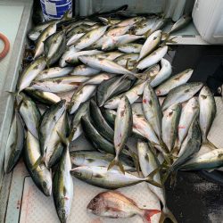 オーシャンスター(Ocean Star) 釣果