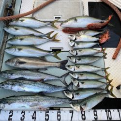 オーシャンスター(Ocean Star) 釣果