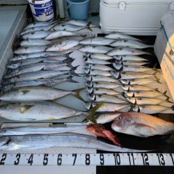 オーシャンスター(Ocean Star) 釣果